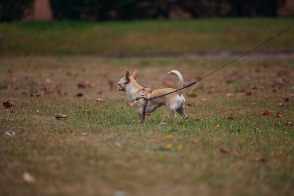 Pourquoi les colibris sont-ils si importants pour la pollinisation des plantes et comment y parviennent-ils?