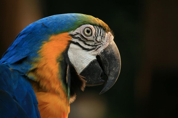 Comment évaluer si mon chien a besoin d'un changement de régime alimentaire ?