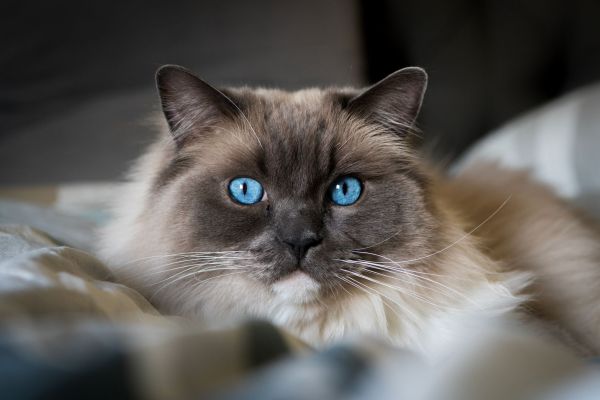 Choisir une race de chat selon son mode de vie