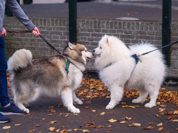 Comment aider mon chien à surmonter ses craintes vis-à-vis des autres chiens lors des promenades ?