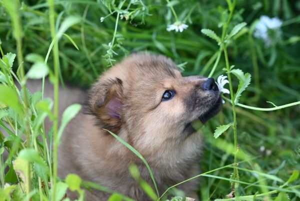 Comment créer un jardin sécurisé pour mon chien, en évitant les plantes toxiques ?