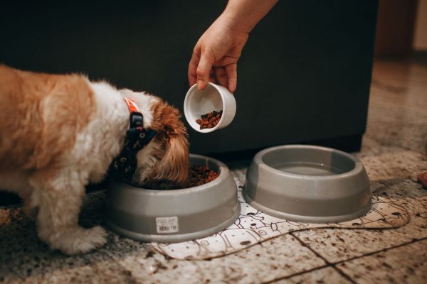 Comment évaluer si mon chien a besoin d'un changement de régime alimentaire ?