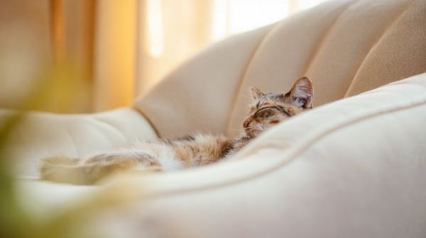 Découvrez les meilleures mutuelles pour votre chat maintenant
