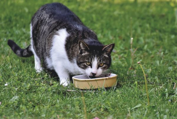 Le rôle de la nutrition dans l'élevage de chats