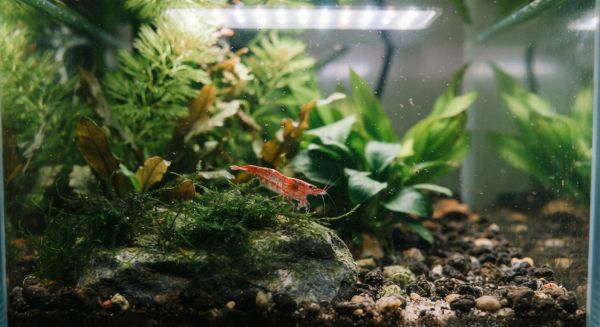 Nourriture pour crevettes et matériel d'aquarium : guide essentiel