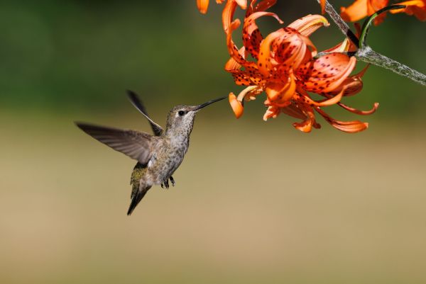 Pourquoi les colibris sont-ils si importants pour la pollinisation des plantes et comment y parviennent-ils?