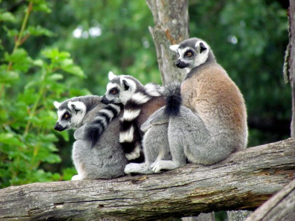 Pourquoi les lémuriens sont-ils en danger et quelles sont les mesures prises pour leur conservation?