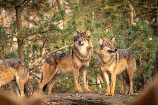 Quels sont les défis de la réintroduction des loups dans des écosystèmes où ils ont disparu?